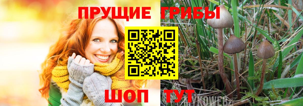 Псилоцибиновые грибы GOLDEN TEACHER Елабуга
